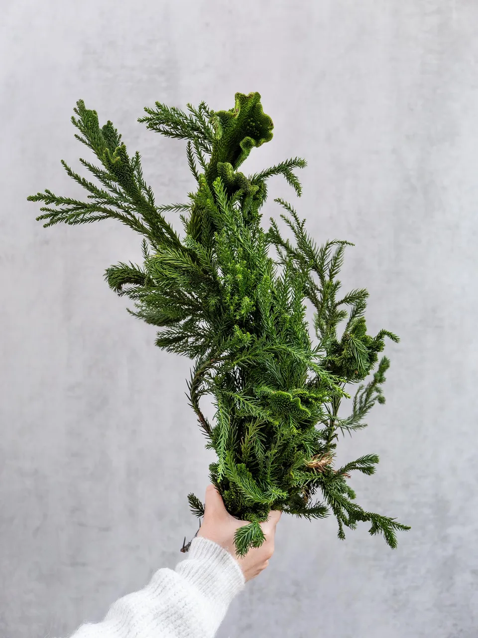 blumigo-cristata-kryptomerie-hahnenkamm-wintergr-n-bund image 1
