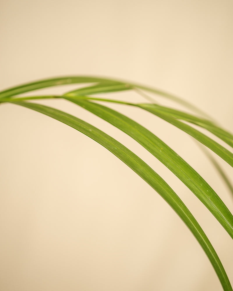 feey-variado-goldfruchtpalme-xl-zimmerpalme-ohne-bertopf image 6