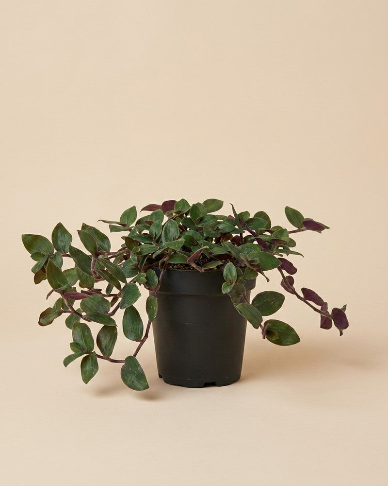 feey-variado-tradescantia-bunny-bellies-zimmerpflanze-klein image 3