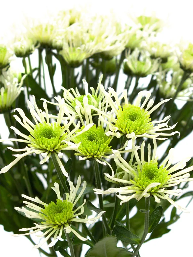blumigo-santinis-anura-green-chrysantheme-wei-gr-n image 1