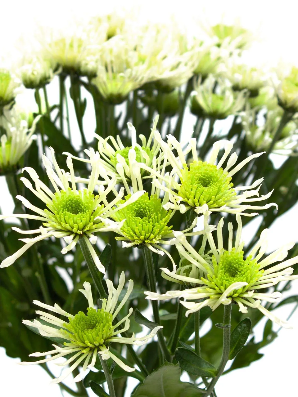 blumigo-santinis-anura-green-chrysantheme-wei-gr-n image 1