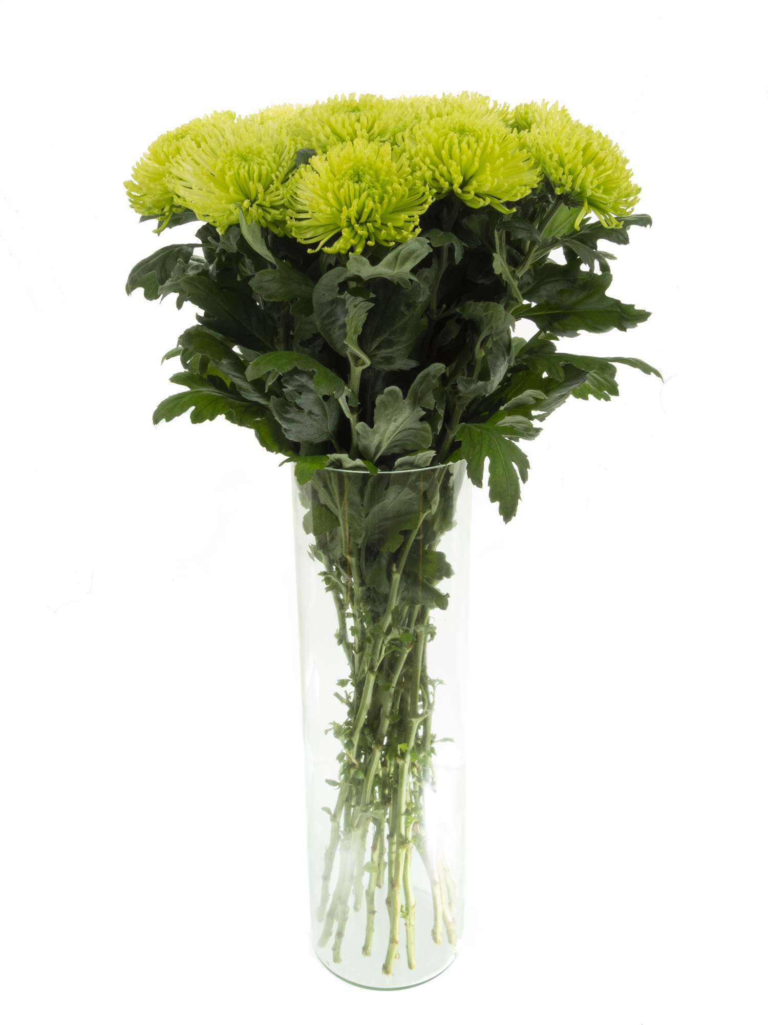 blumigo-chrysanthemen-green-globe-schnittblume-hellgr-n image 2