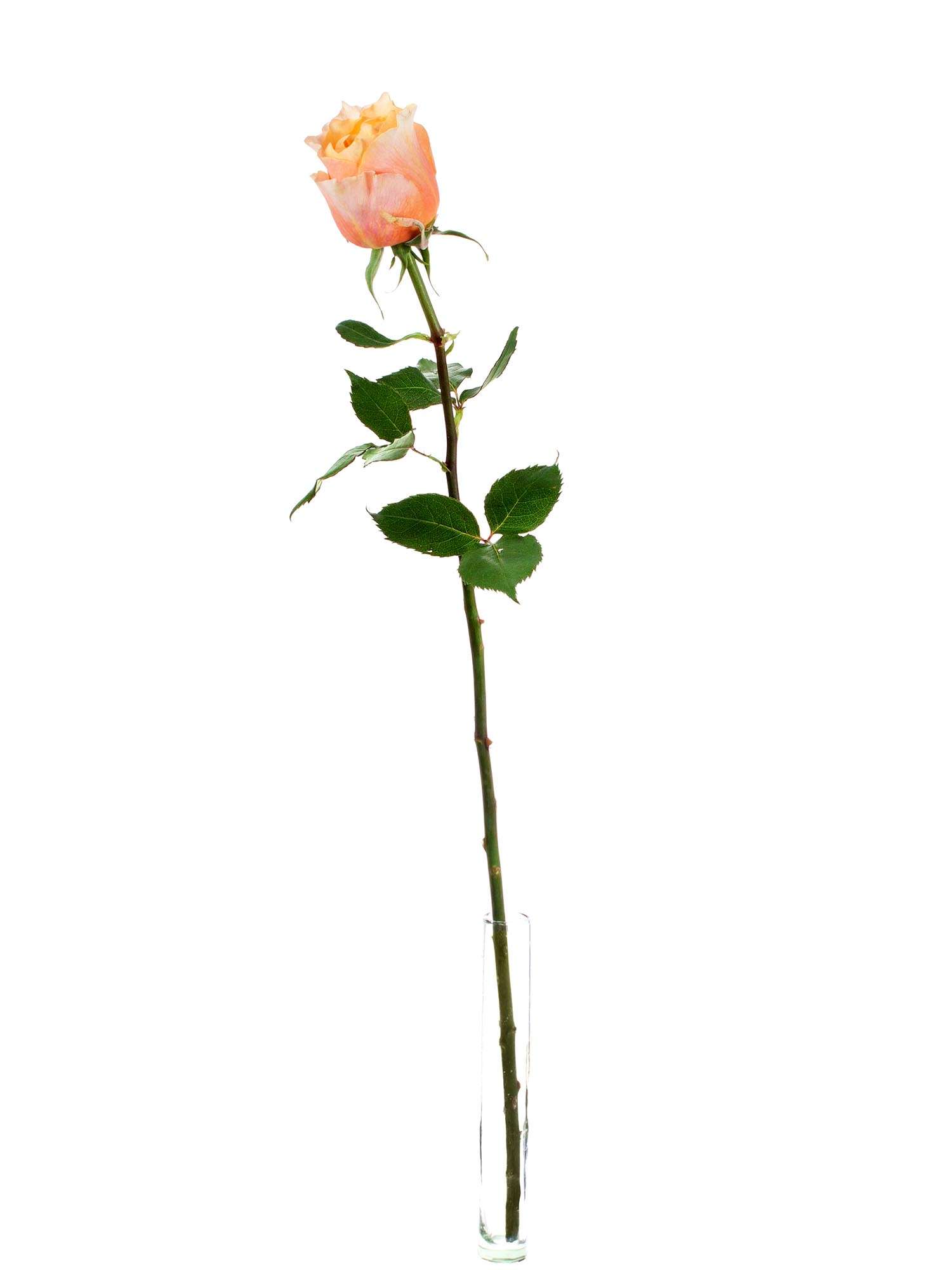 blumigo-rosen-charming-lady-rose-orange-gelb-einzelstiel image 3