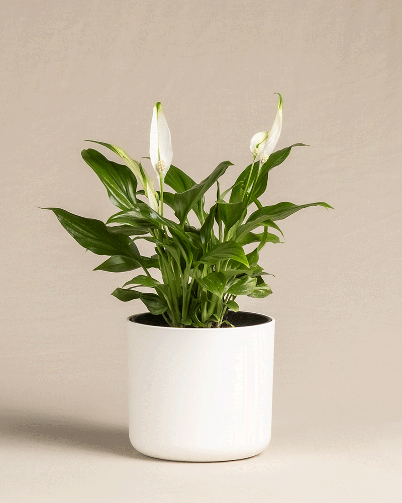 feey-einblatt-spathiphyllum-zimmerpflanze-klein-ohne-topf image 8