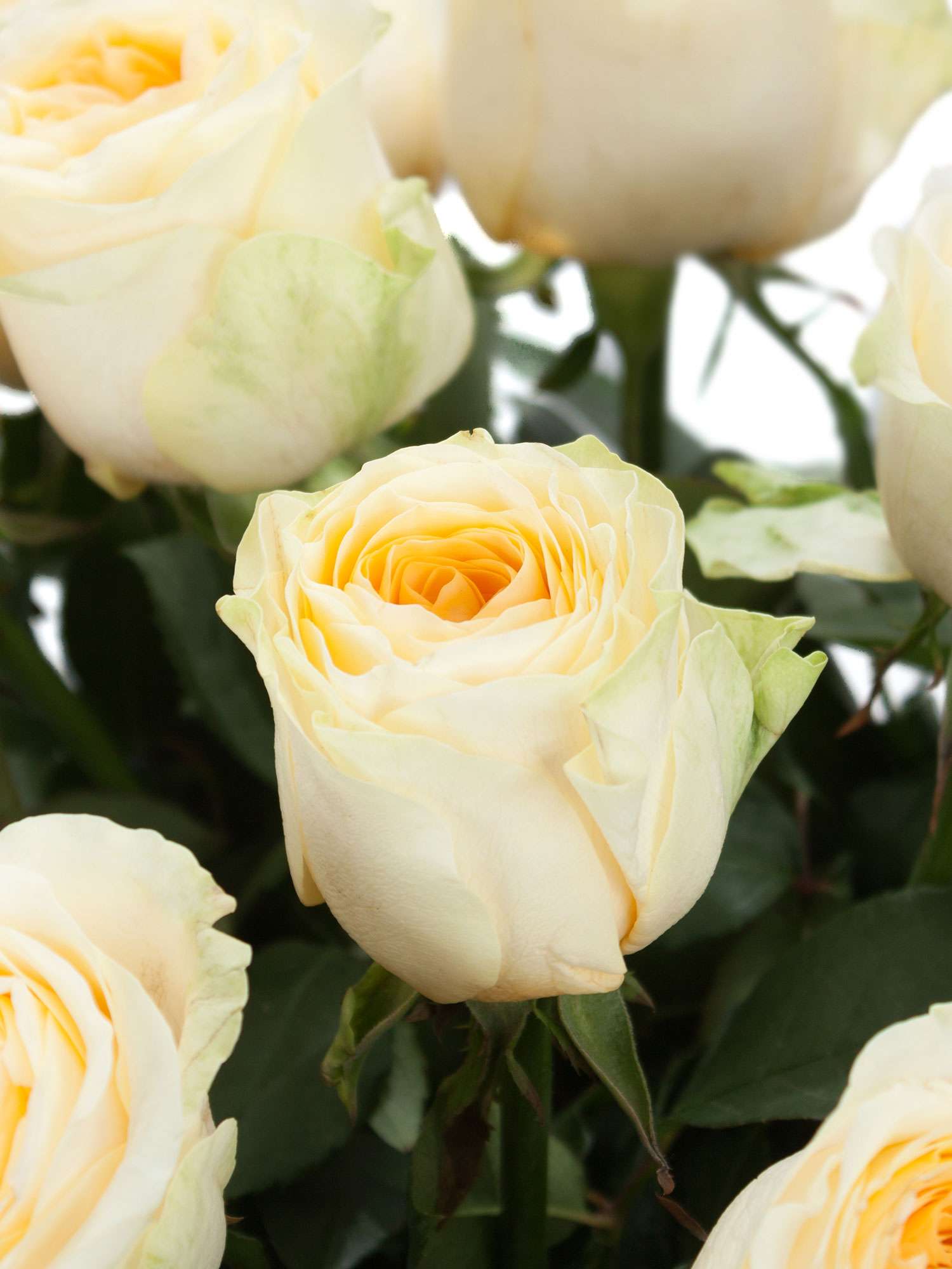 blumigo-rosen-buttercup-rose-creme-apricot image 1