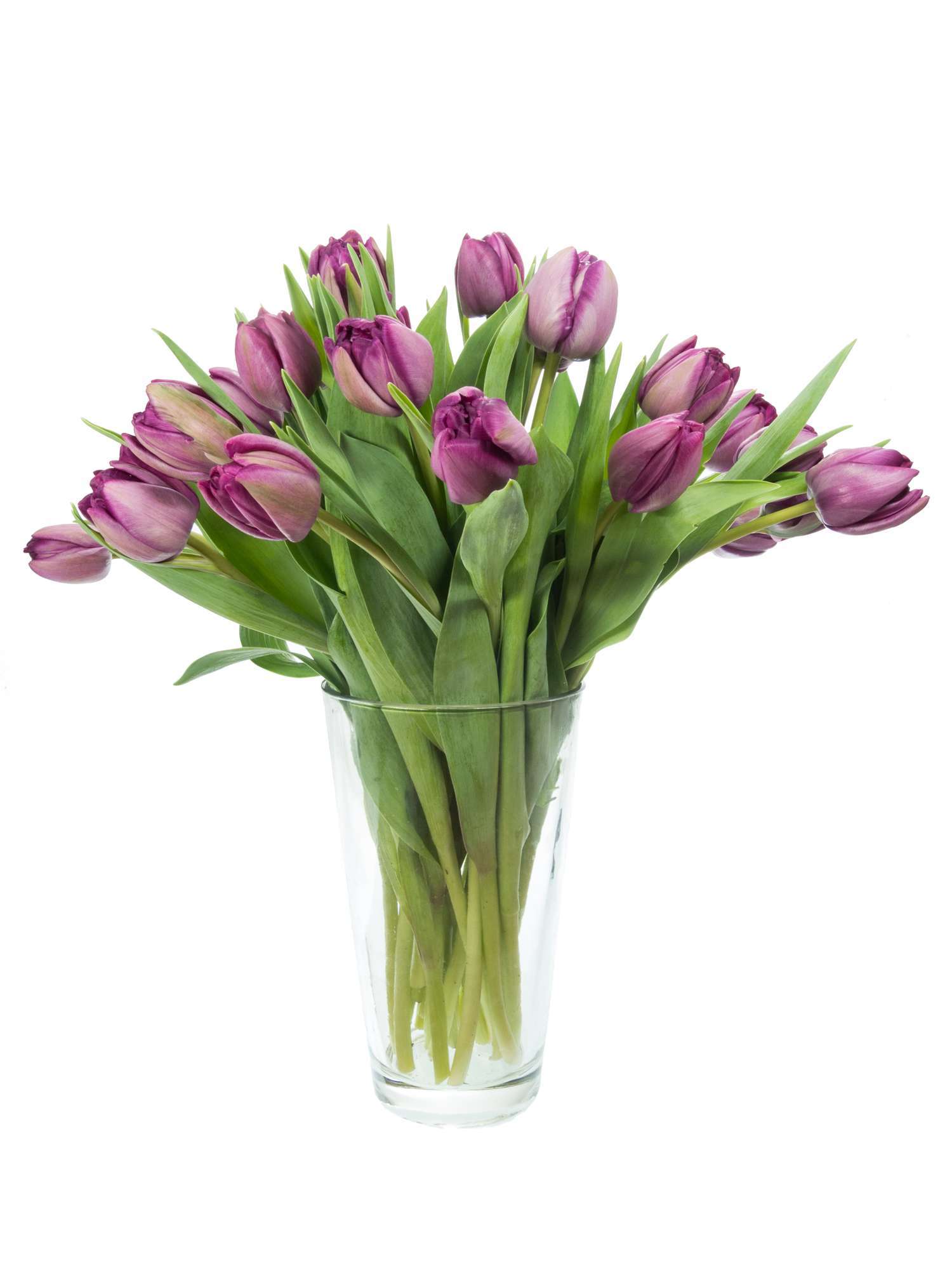blumigo-tulpen-blue-diamond-lila-gef-llte-schnittblume image 2