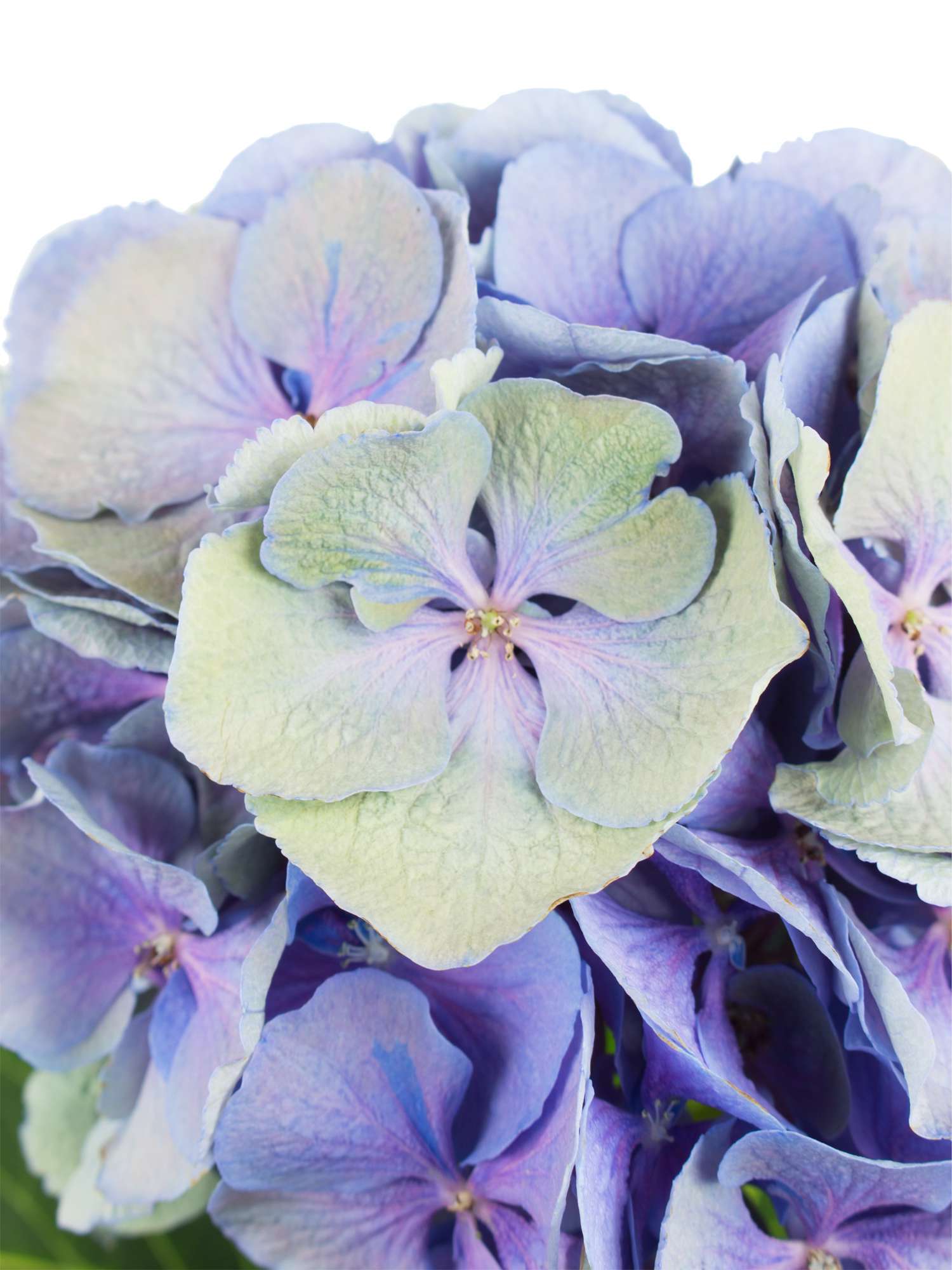 blumigo-hortensien-hortensie-magical-elbtal-blau-gr-n image 3
