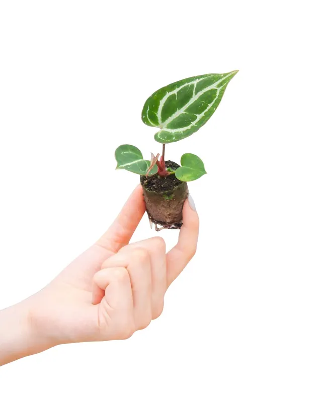 plnts-babyplnts-baby-anthurium-crystallinum-mini-pflanze-10-cm-bl-te image 1
