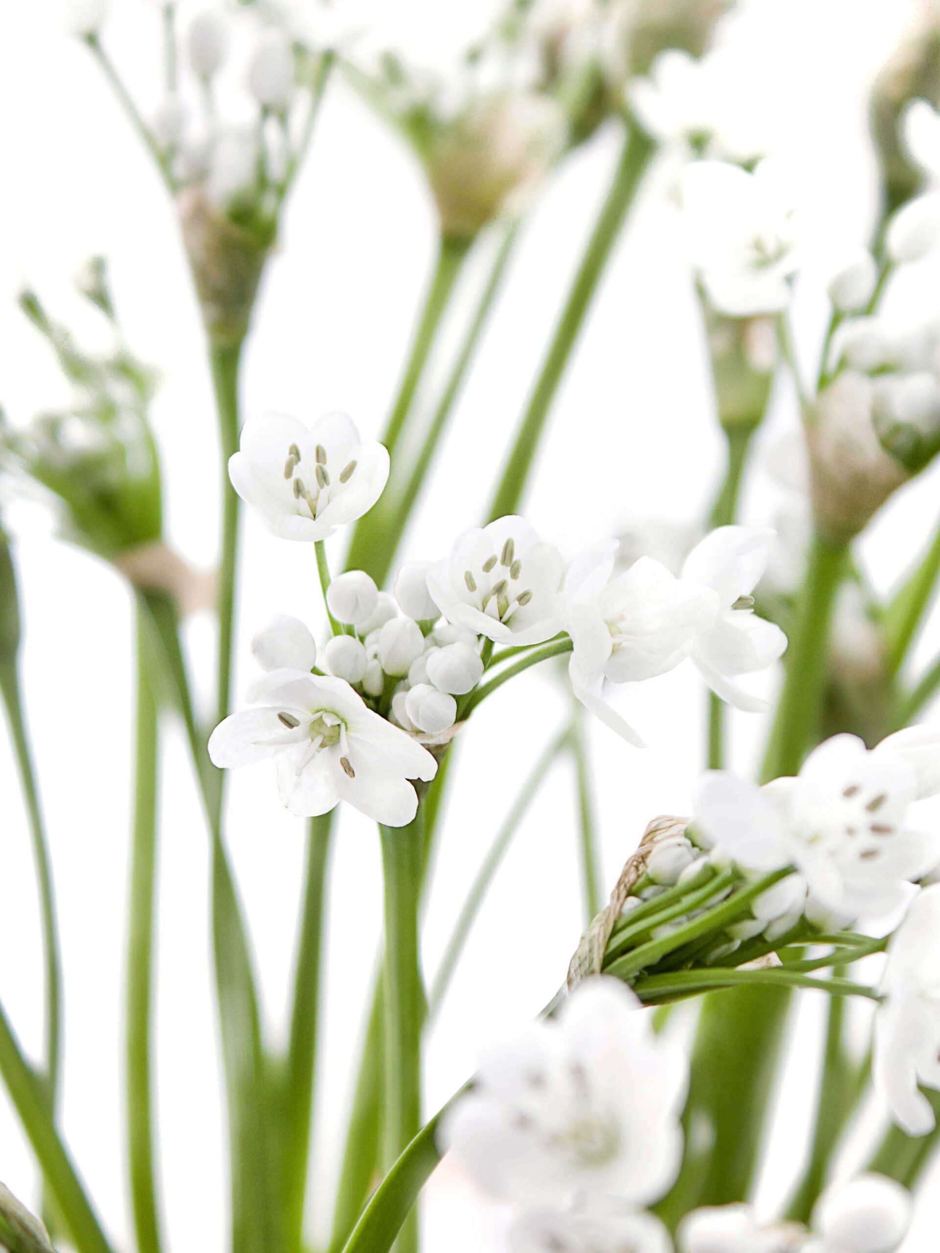 blumigo-fr-hlingsknollen-allium-neopolitanum-wei image 1