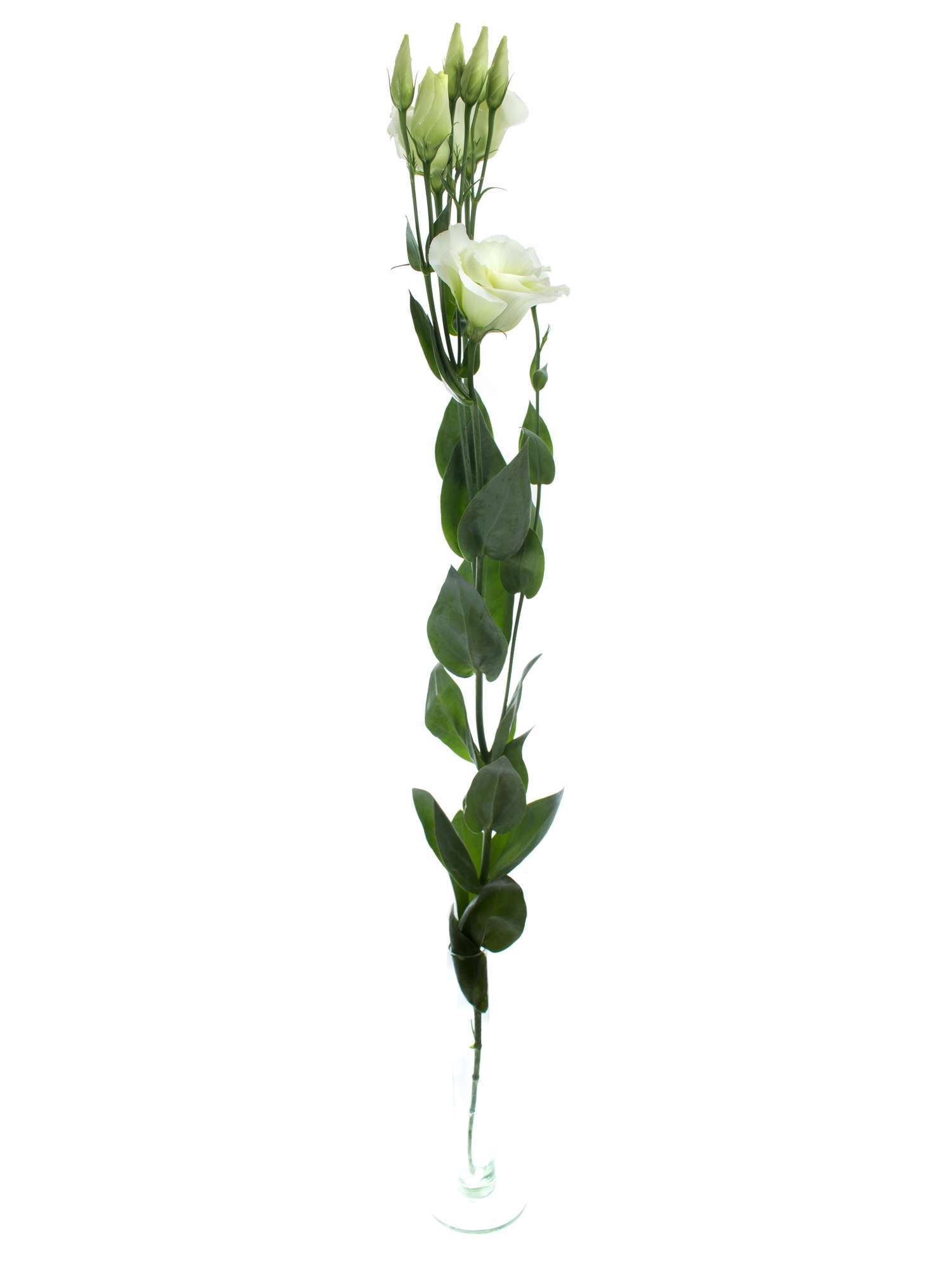 blumigo-lisianthus-rosita-green-gr-ne-schnittblume image 3