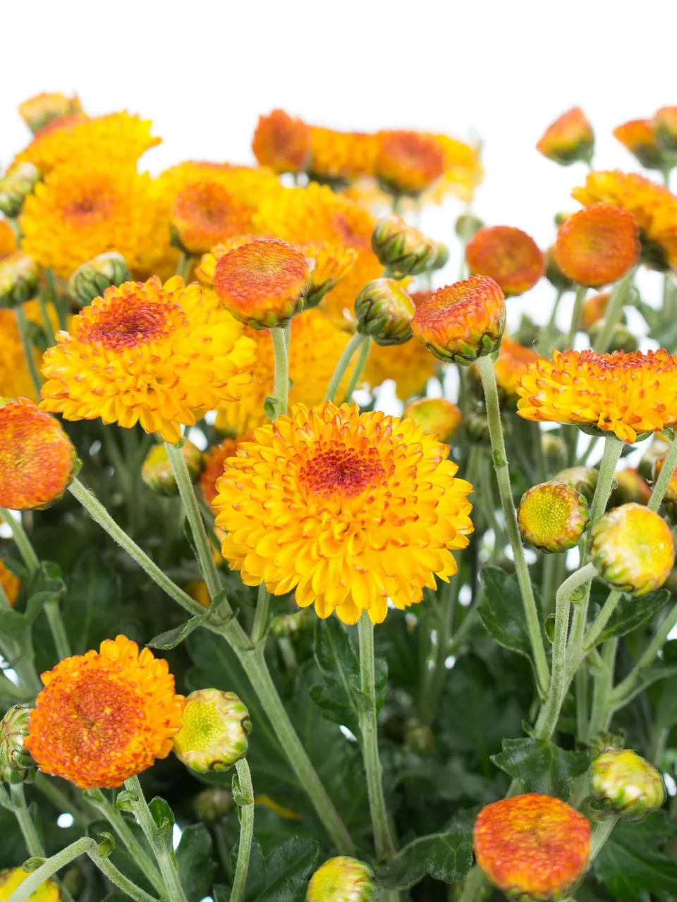 blumigo-herbstdeko-herbstastern-bright-eye-orange-gelb image 1