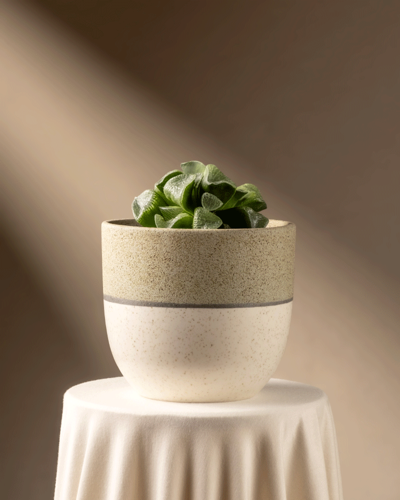feey-variado-haworthia-retusa-sukkulente-ohne-bertopf-rarit-t image 5