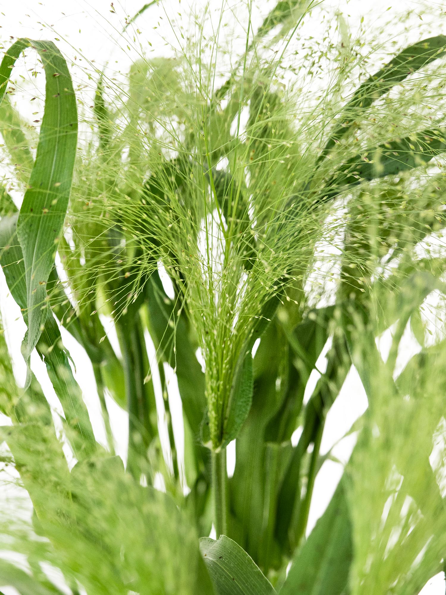 blumigo-blattwerk-panicum-fountain-zittergras-gr-n image 1