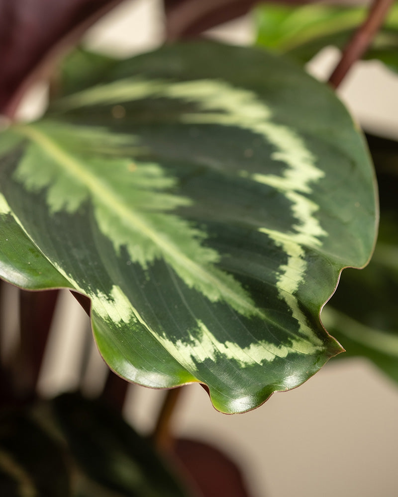 feey-variado-calathea-roseopicta-zimmerpflanze-ohne-bertopf-gro image 7