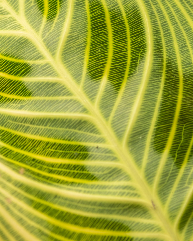 feey-variado-maranta-light-veins-zimmerpflanze-ohne-bertopf image 2