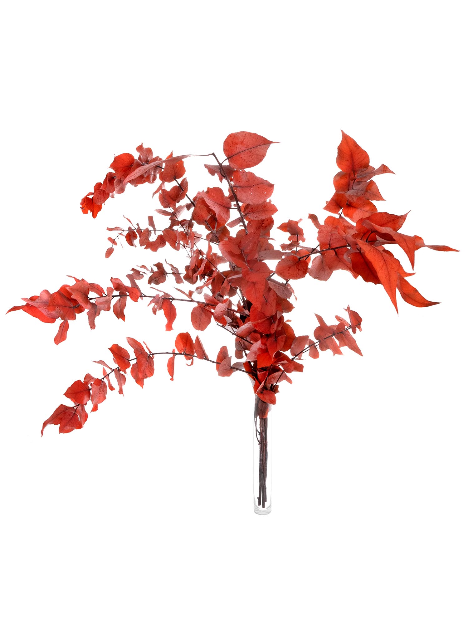 blumigo-trockenblumen-eukalyptus-stuartiana-orange-konserviert image 2