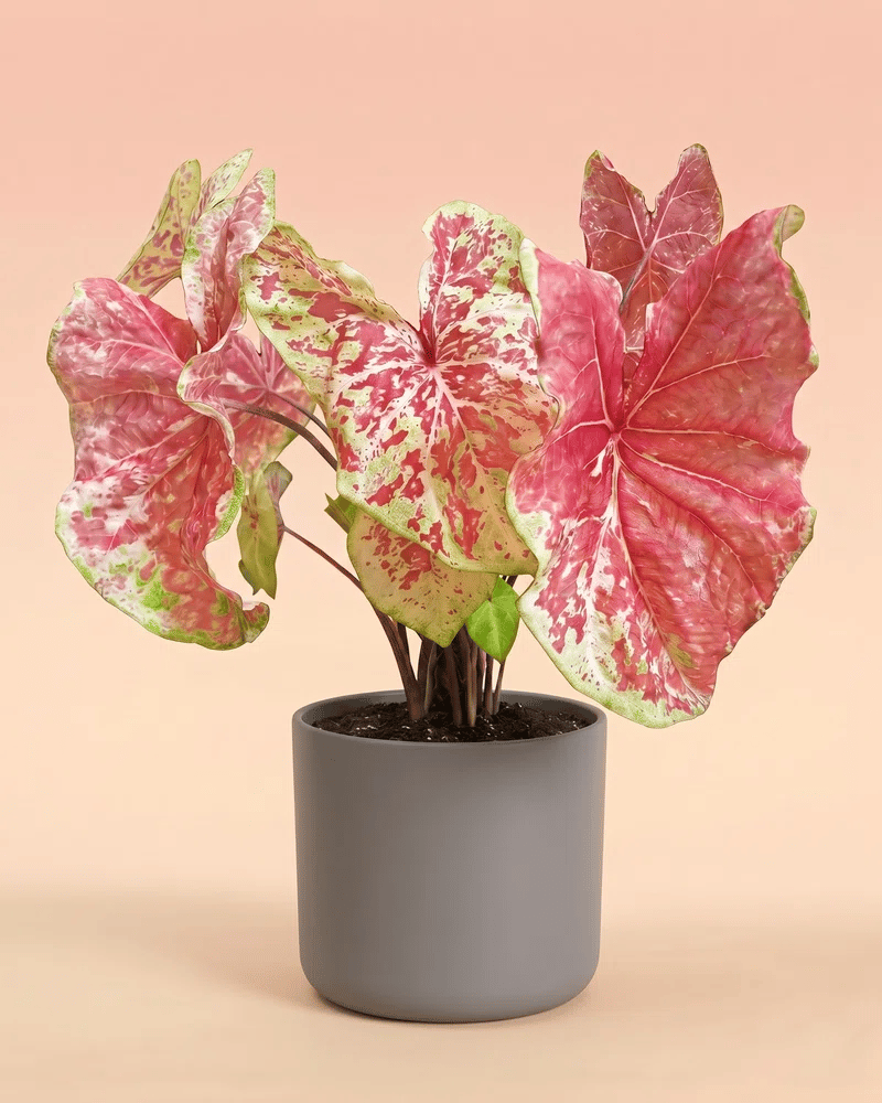 feey-variado-caladium-raspberry-moon-zimmerpflanze-gross image 8