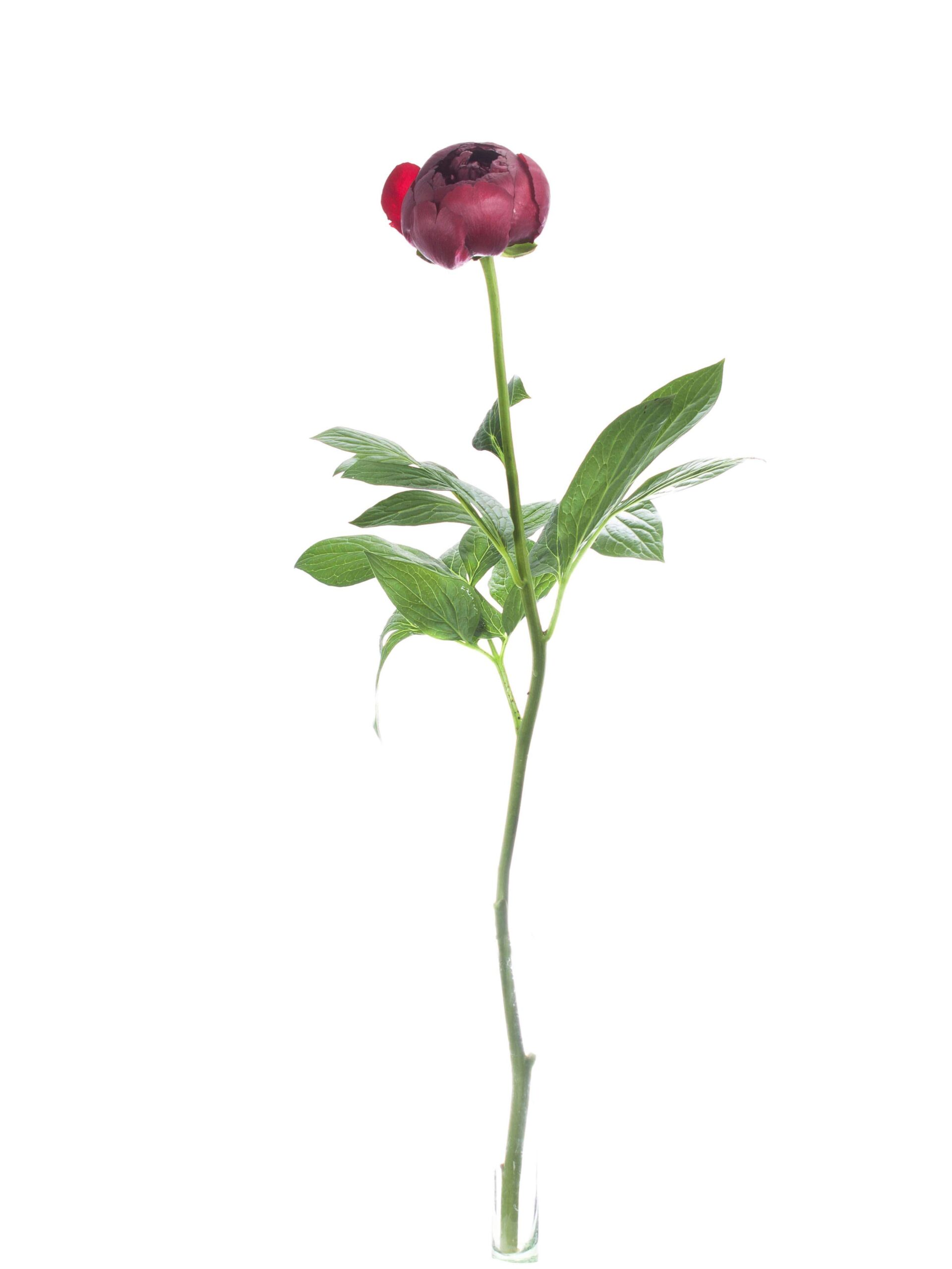 blumigo-pfingstrosen-buckeye-belle-dunkelrot-schnittblume image 3