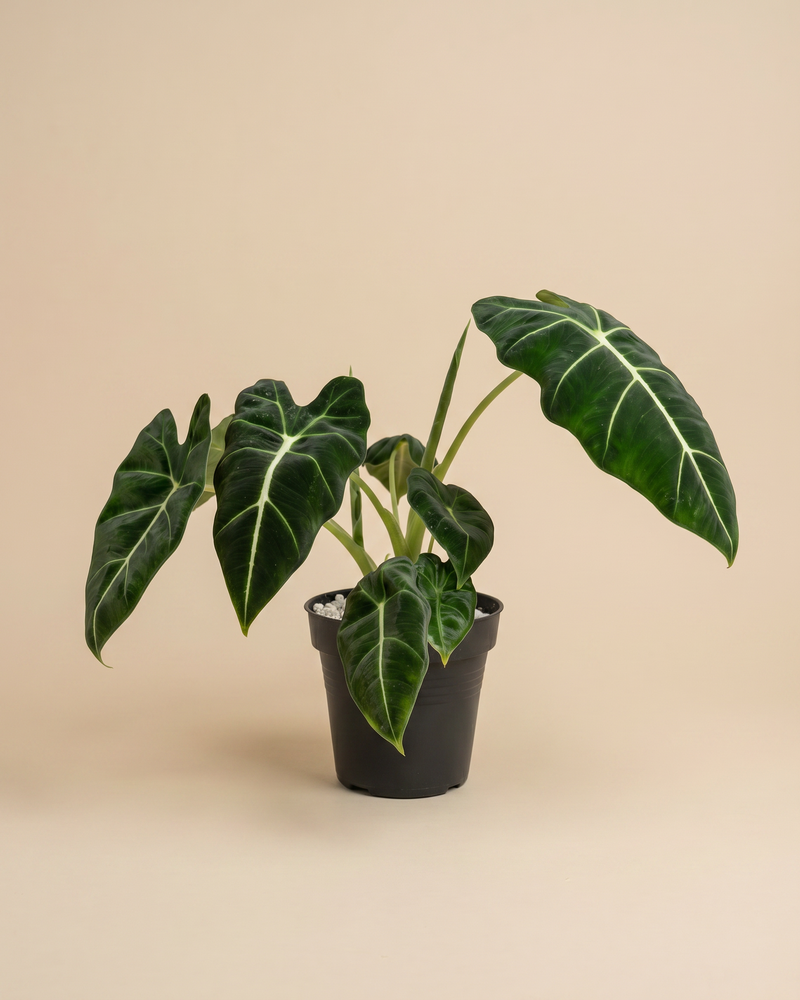 feey-variado-alocasia-frydek-zimmerpflanze-ohne-bertopf-samtig image 3