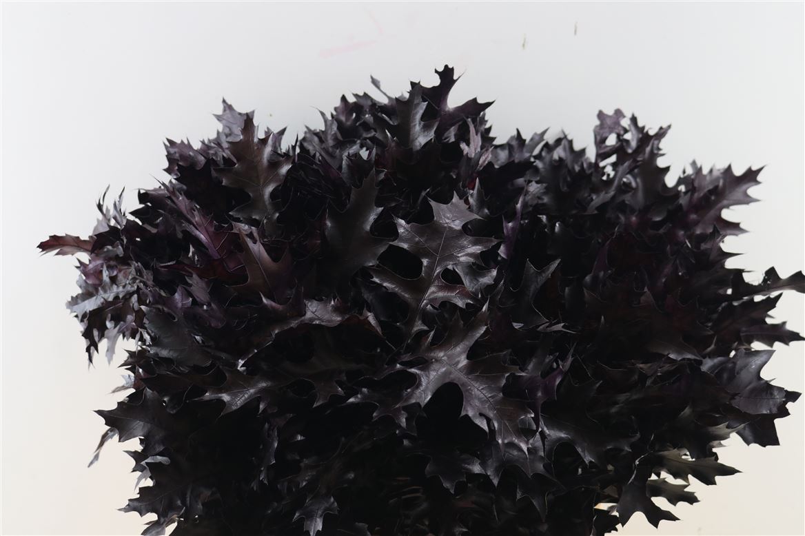 blumigo-eichenbl-tter-bindegr-n-aubergine-painted image 1