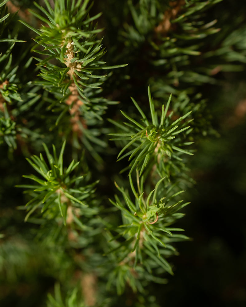 feey-amsterdam-gro-er-tannenbaum-ohne-topf-zuckerhutfichte image 2