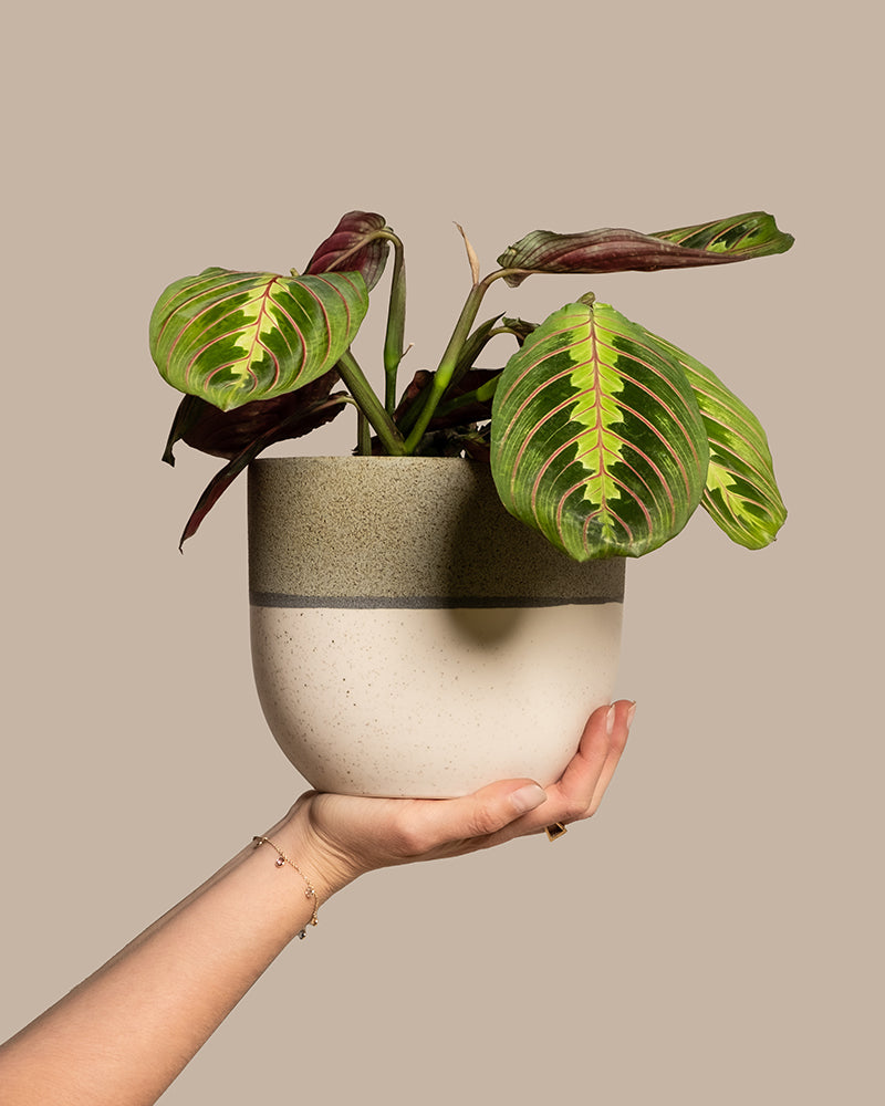 feey-variado-maranta-zimmerpflanze-ohne-bertopf-tierfreundlich image 1