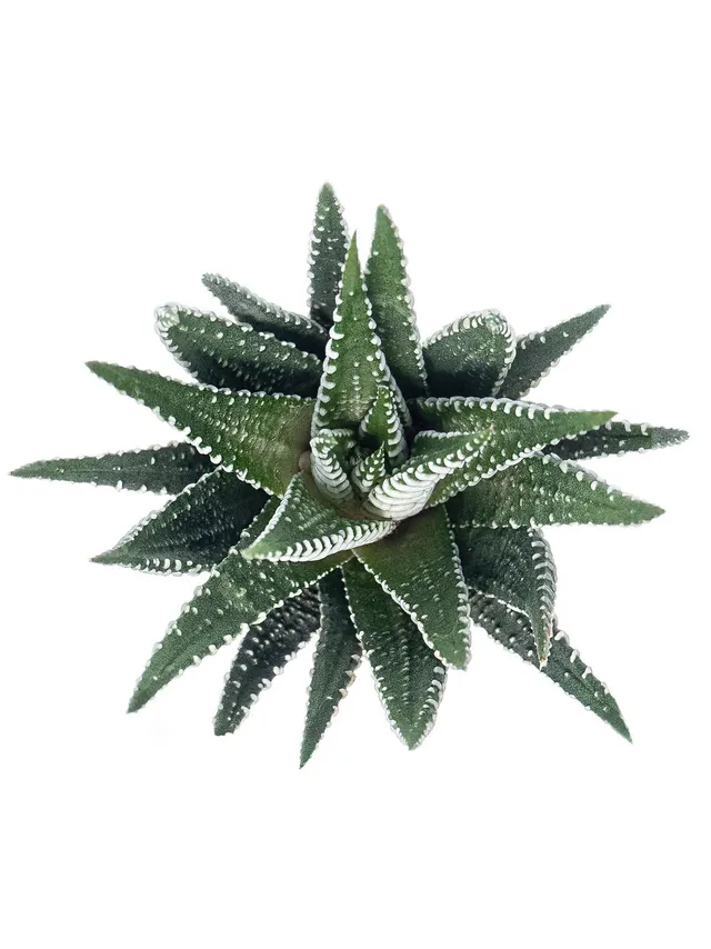 blumigo-blattwerk-sukkulenten-haworthia-fasciata-gr-n-wei image 1