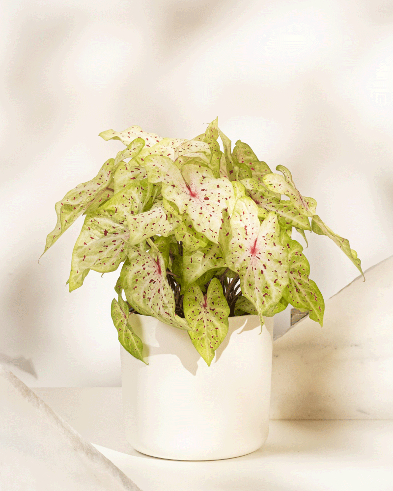 feey-caladium-miss-muffet-zimmerpflanze-ohne-bertopf-bunt image 8