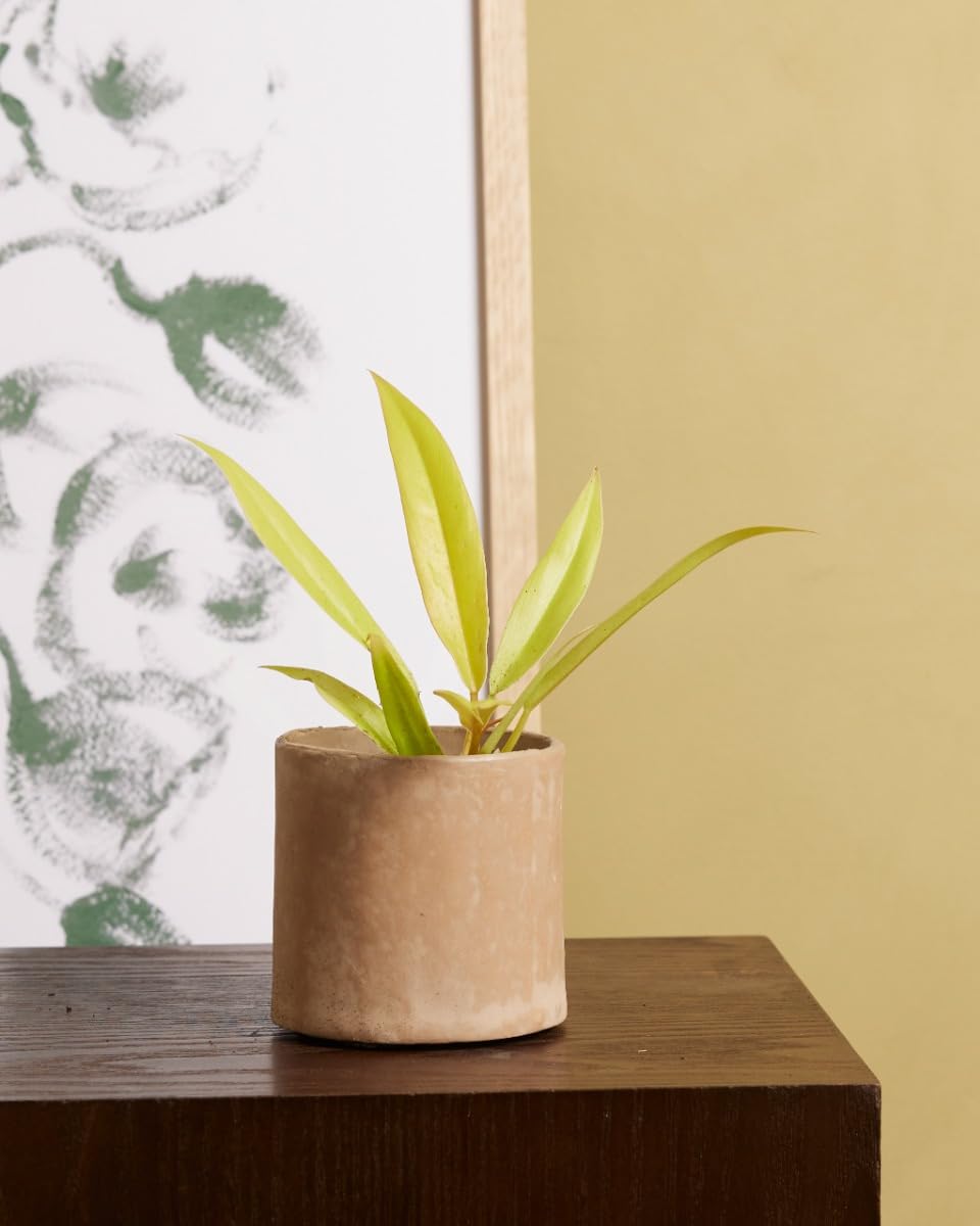 plnts-babyplnts-philodendron-golden-saw-zimmerpflanze-8cm-baby image 5
