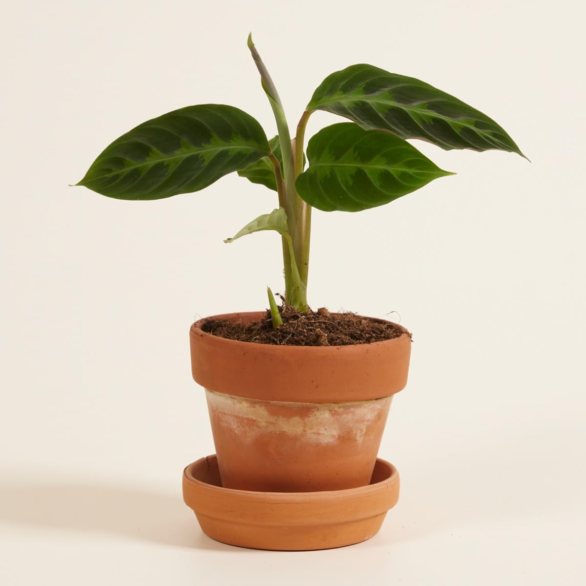 plnts-babyplnts-calathea-warscewiczii-zimmerpflanze-12-cm image 7