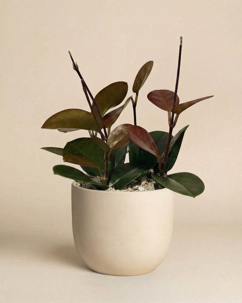 feey-variado-hoya-australis-zimmerpflanze-ohne-bertopf image 8