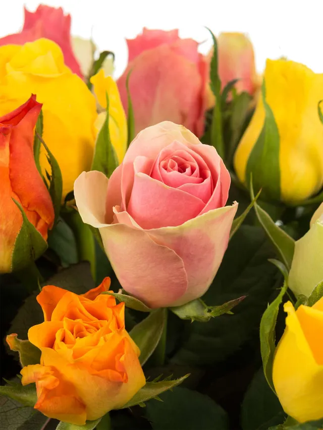 blumigo-rosen-bunte-mischung-schnittrosen-farbmix image 1