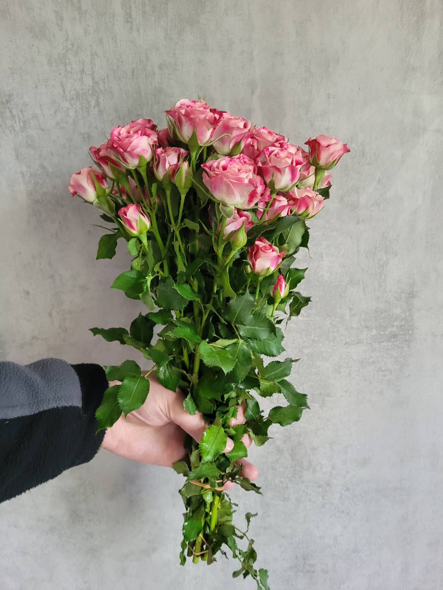 blumigo-flinders-lane-rose-verzweigt-pink-wei image 2