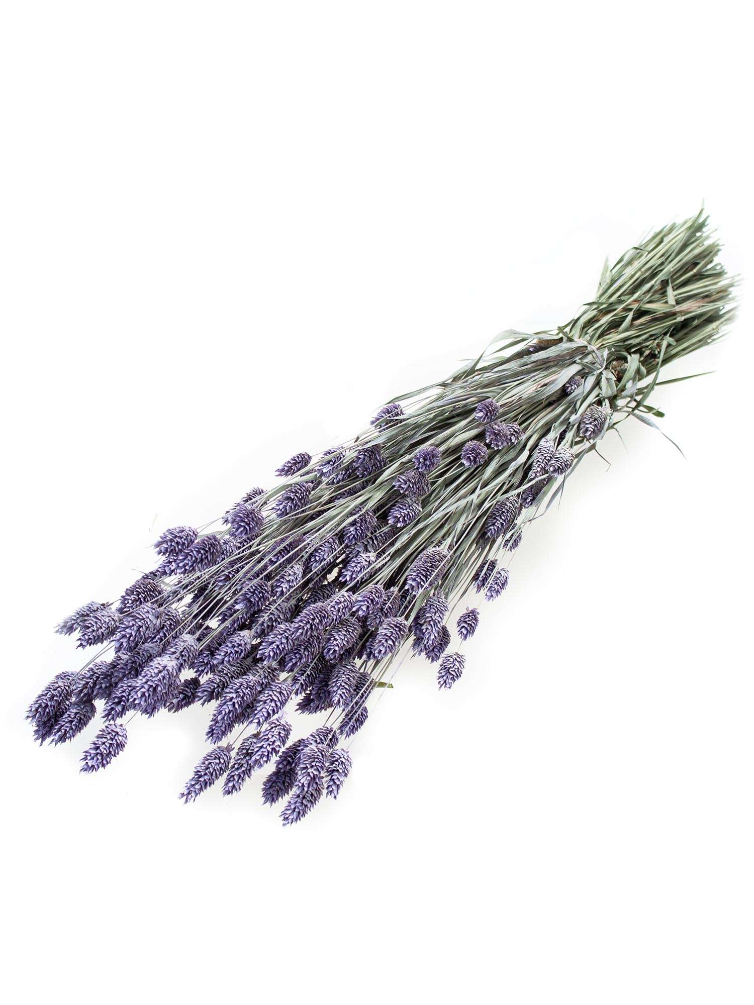 blumigo-phalaris-glanzgr-ser-trockenblumen-lila-gefrostet-bund image 2