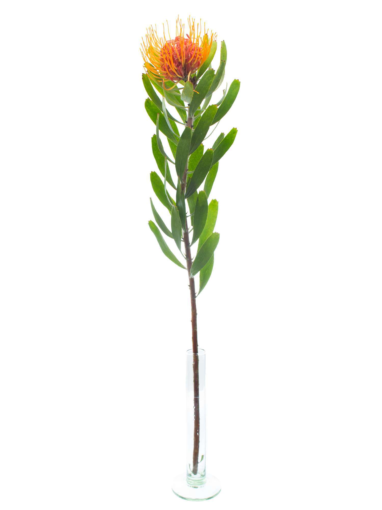 blumigo-proteen-nadelkissen-protea-saxosum-rot-orange image 3