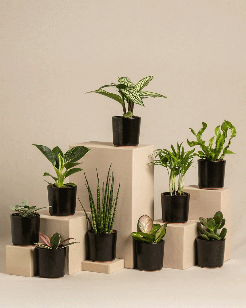 feey-variado-babypflanzen-berraschungs-set-9-st-ck-pflegeleicht image 7