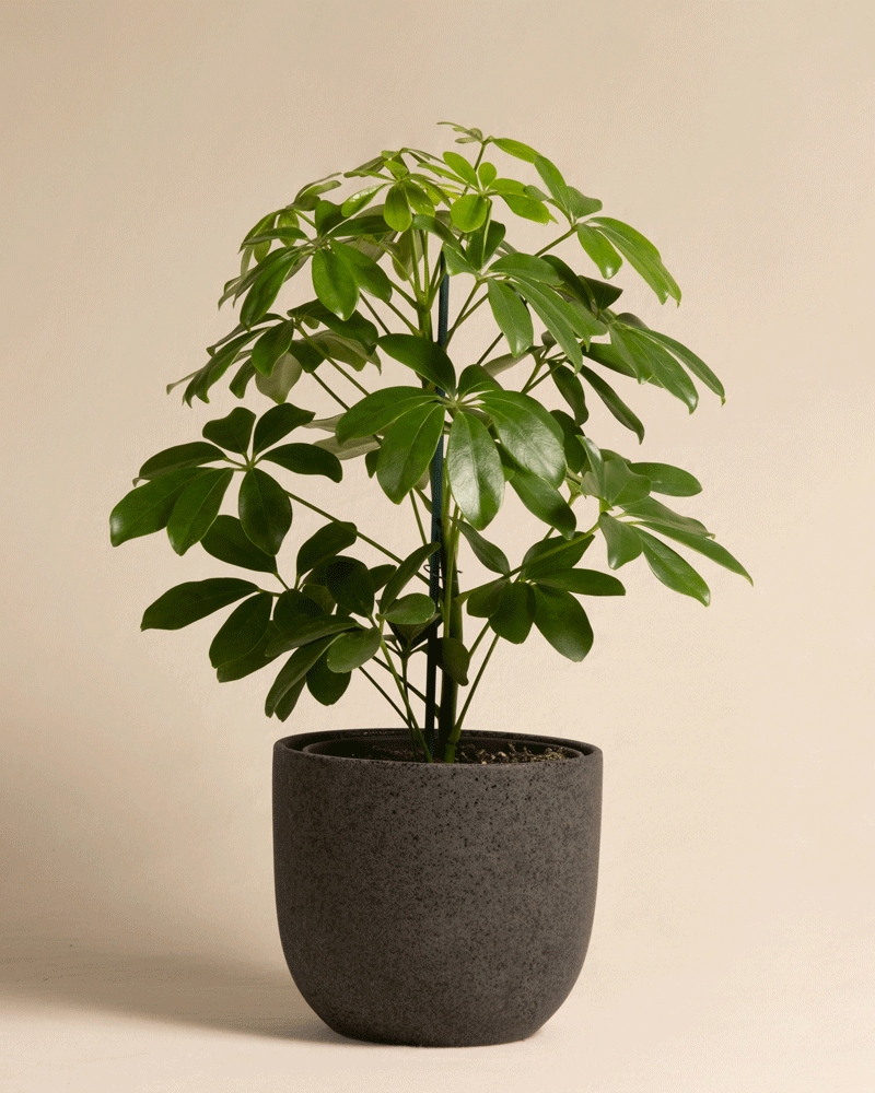 feey-variado-schefflera-zimmerpflanze-ohne-bertopf-pflegeleicht image 6