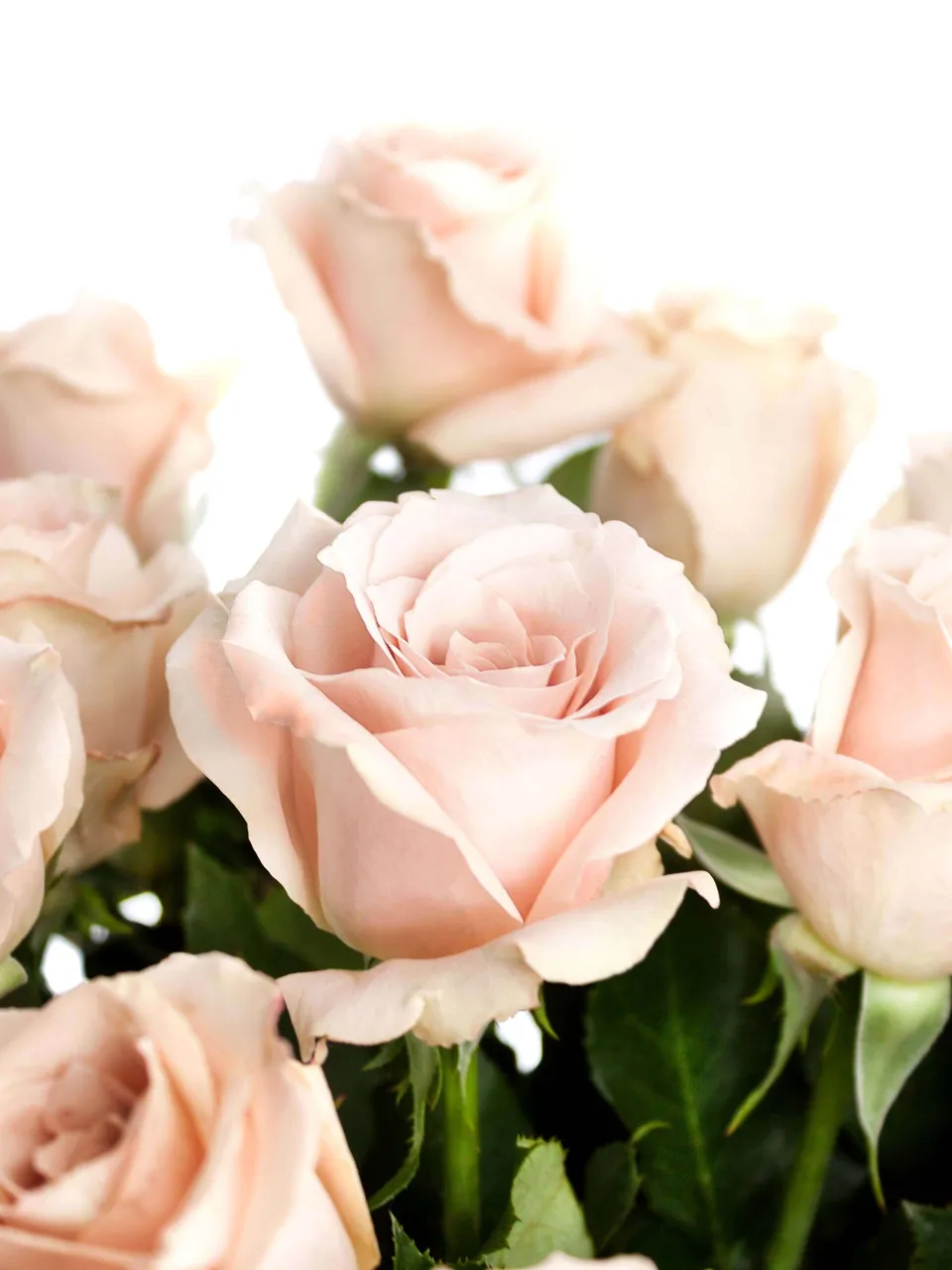 blumigo-rosen-quicksand-schnittblumen-creme-beige image 1