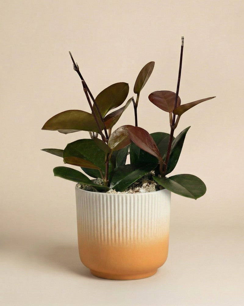 feey-variado-hoya-australis-zimmerpflanze-ohne-bertopf image 7