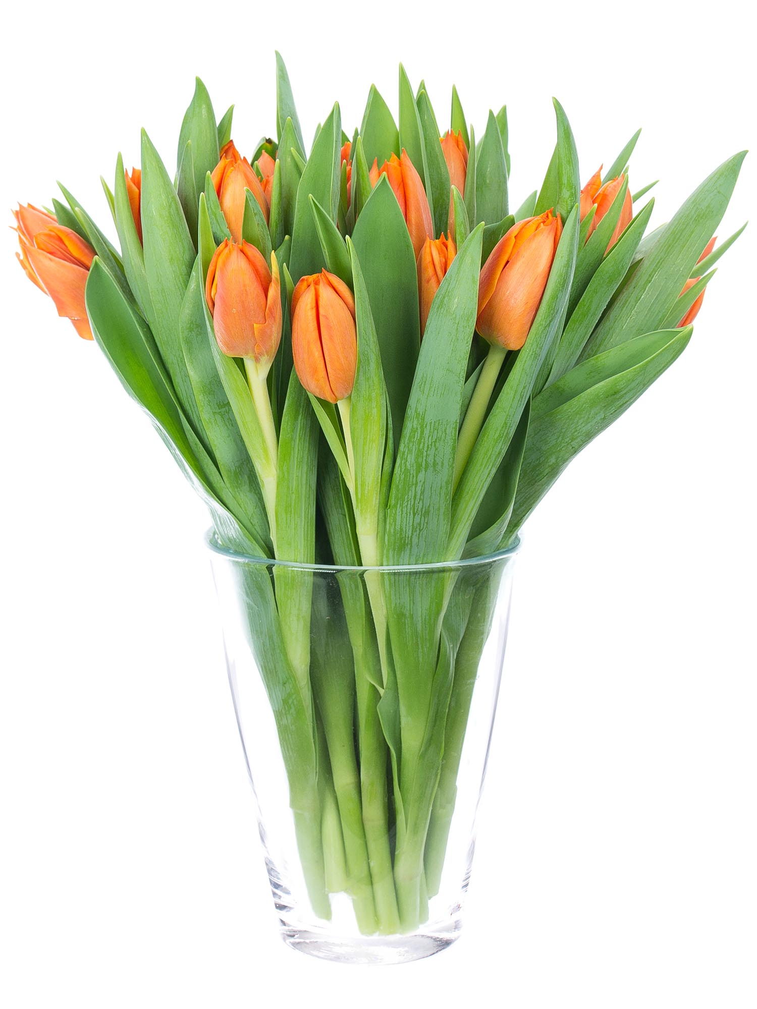 blumigo-tulpen-pako-orange-schnittblume image 2