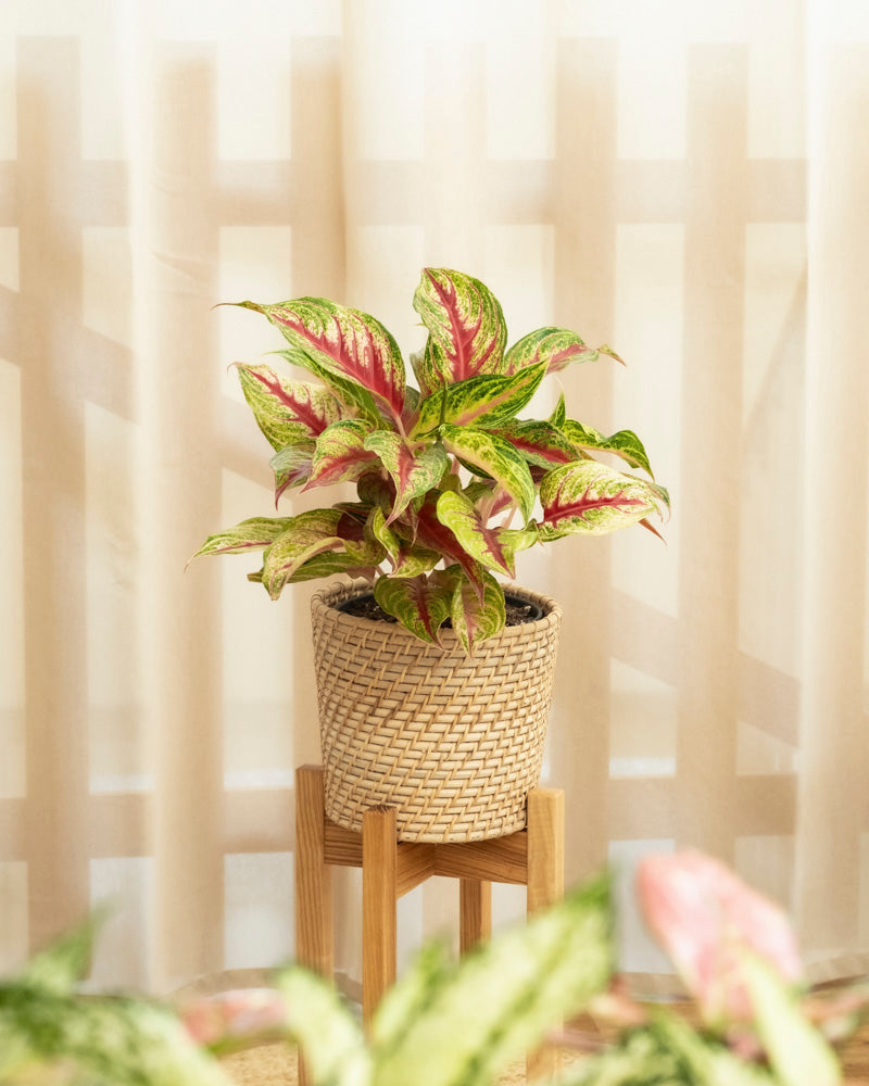 feey-variado-aglaonema-siam-violet-zimmerpflanze-topf-18 image 4