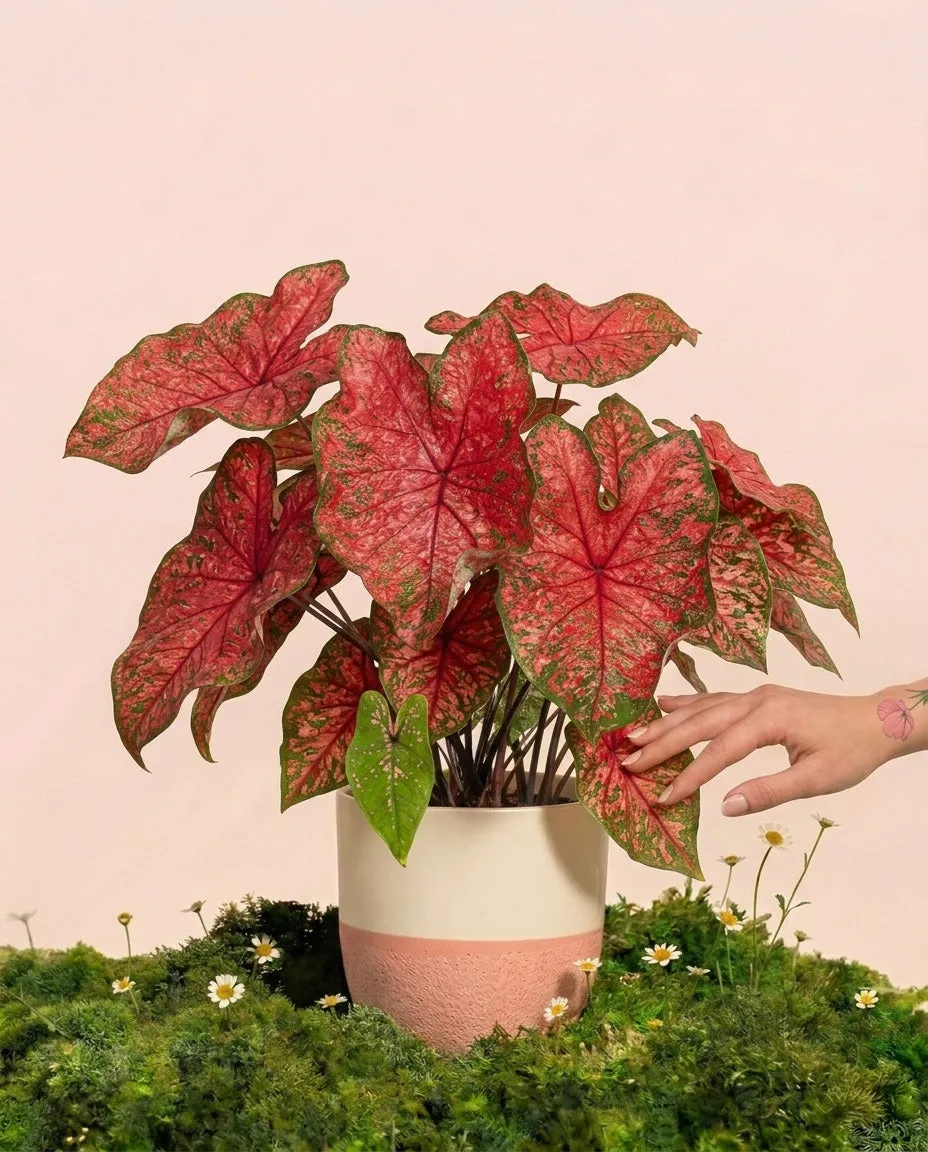 feey-variado-caladium-lava-glow-zimmerpflanze-ohne-bertopf-pink image 1