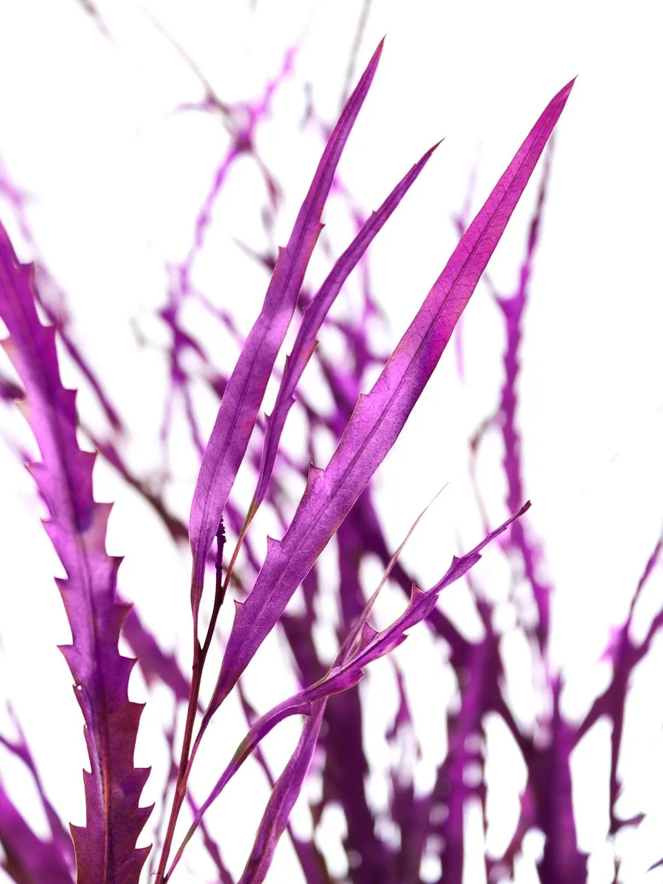 blumigo-proteen-grevillea-schnittblume-violett-gef-rbt image 1