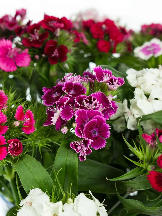 blumigo-bartnelken-bunte-mischung-stauden-f-r-garten-und-beet-mehrj-hrig-duftend image 1
