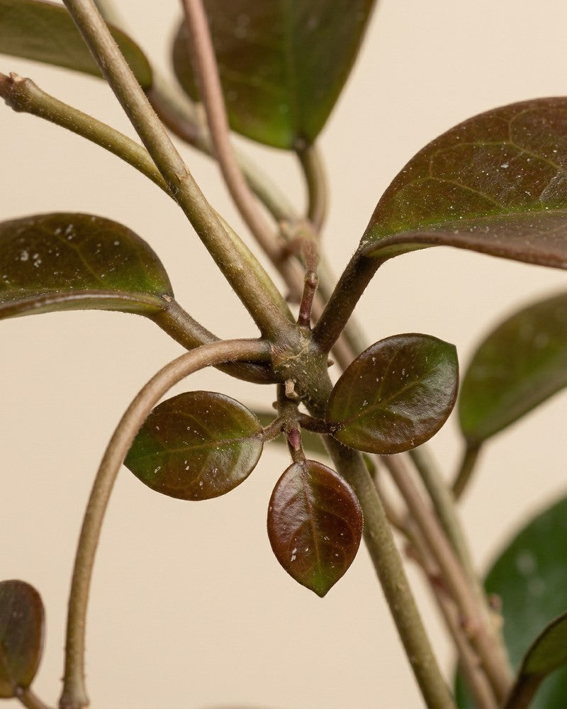 feey-variado-hoya-australis-zimmerpflanze-ohne-bertopf image 4