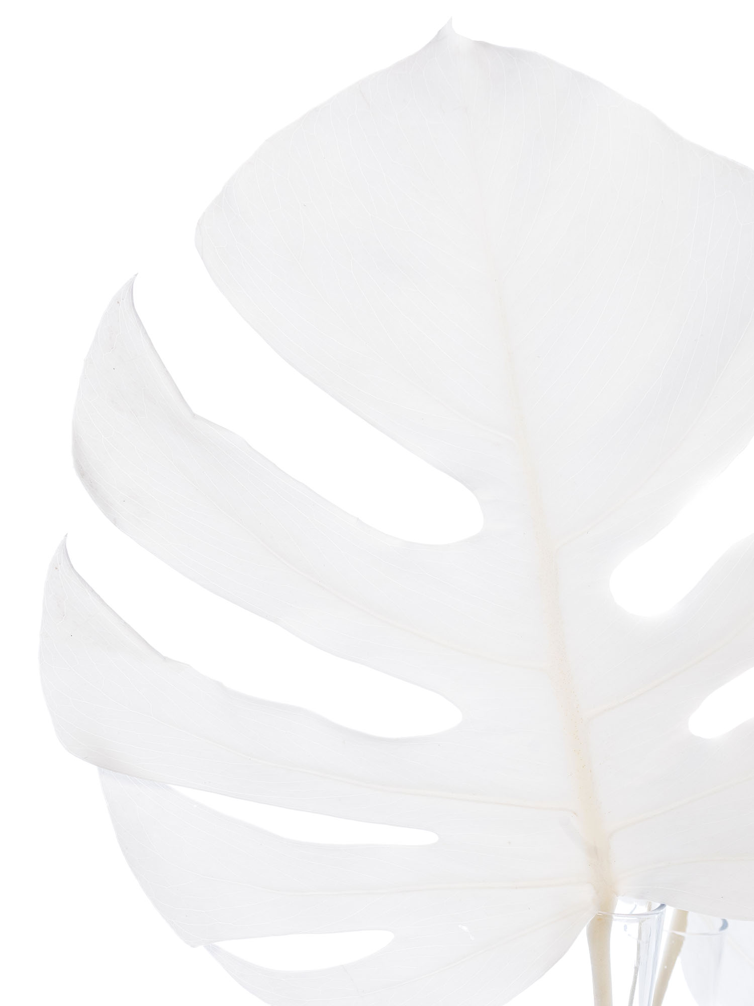blumigo-trockenblumen-monstera-getrocknet-gebleicht-wei image 2