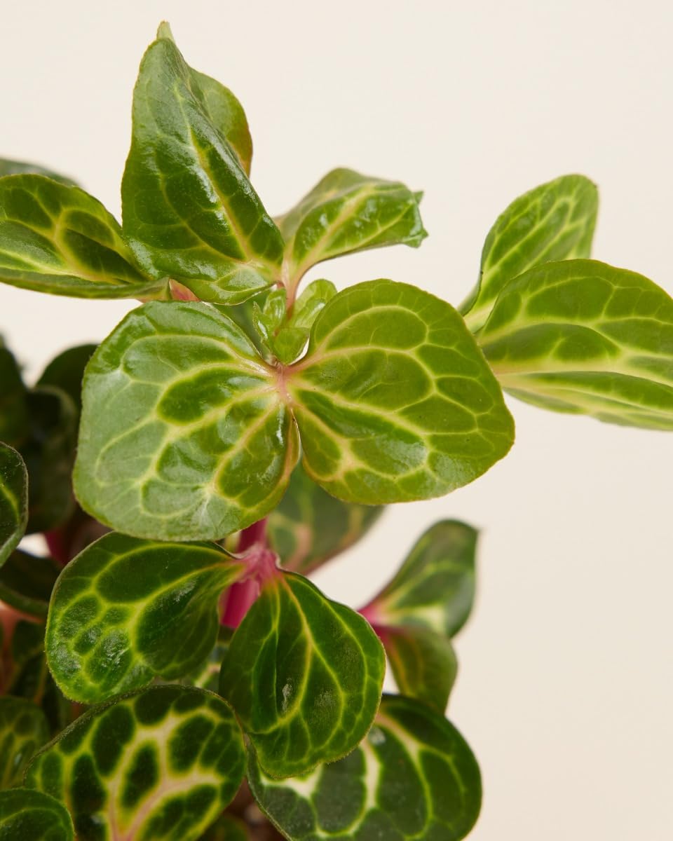 plnts-babyplnts-baby-herbstii-iresine-zimmerpflanze-6-cm image 3
