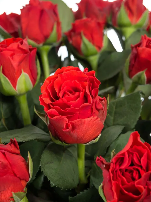 blumigo-rosen-el-torro-schnittrose-rot-gro-blumig image 1