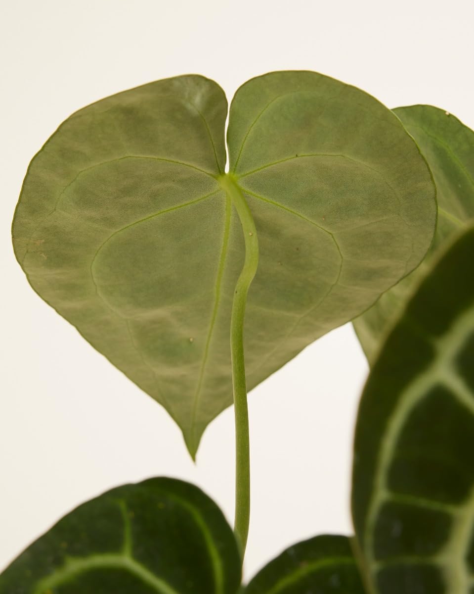 plnts-rareplnts-anthurium-clarinervium-herzblattblume-15-cm-topf image 4