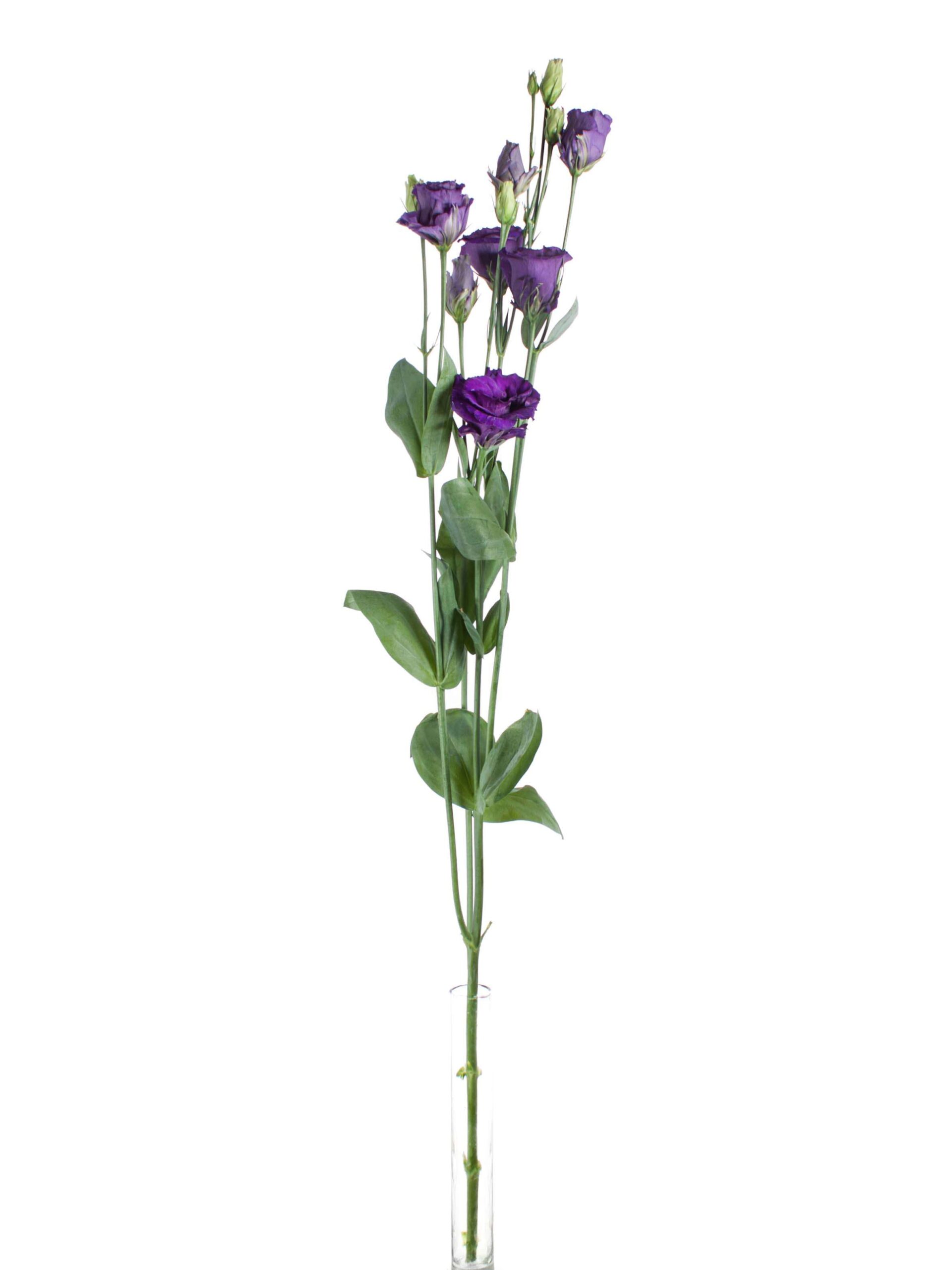 blumigo-lisianthus-arosa-violett-schnittblume-dunkelviolett image 3